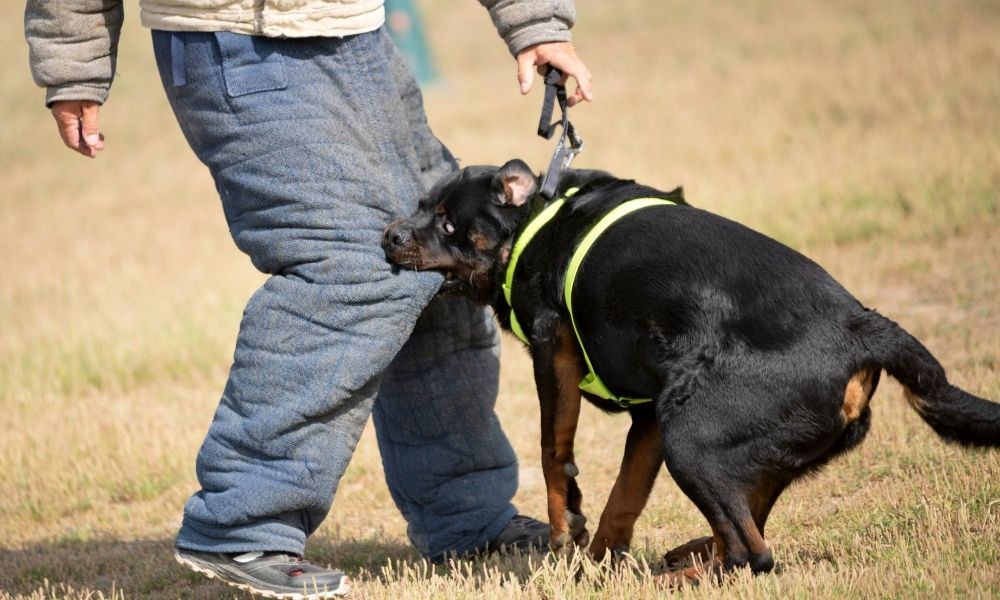 Panel Dog Bite Injury Img
